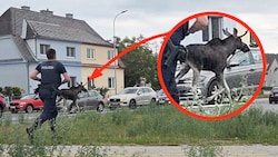 Keine Verfolgungsjagd, sondern nur „Polizeischutz“ für den mutmaßlichen „Emil“ in Tuttendörfl