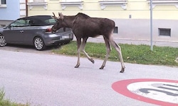 Gemächliches Sightseeing durch Korneuburg: Wander-Star „Emil“ hielt sich an die Regeln, eine ...