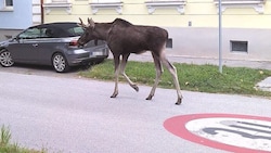 Gemächliches Sightseeing durch Korneuburg: Wander-Star „Emil“ hielt sich an die Regeln, eine ...