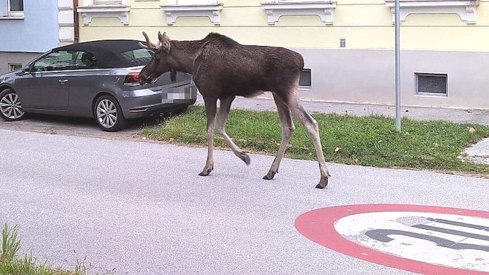 Gemächliches Sightseeing in Korneuburg: Wander-Star „Emil“ hielt sich an die Regeln, eine ...