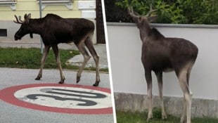 Mit seiner Reise durch Niederösterreich hat „Emil“ die Herzen der Österreicher erobert.