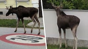 Mit seiner Reise durch Niederösterreich hat „Emil“ die Herzen der Österreicher erobert.