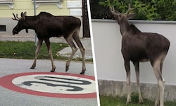 Mit seiner Reise durch Niederösterreich hat „Emil“ die Herzen der Österreicher erobert.
