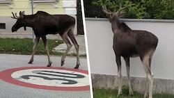 Mit seiner Reise durch Niederösterreich hat „Emil“ die Herzen der Österreicher erobert.