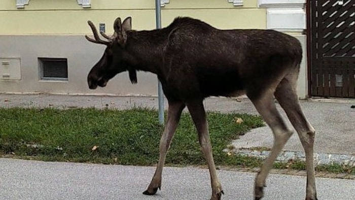 Experten sind sich sicher: „Emil“ ist auf der Suche nach einem Revier und einer Partnerin zur ...