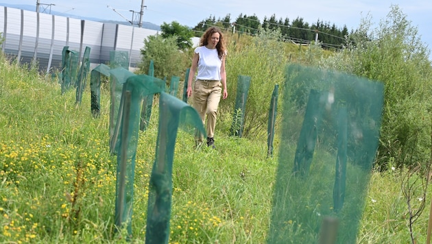 Ausgleichsflächen sollen den Umweltschaden durch große Bauprojekte wieder gutmachen. Ihre ...