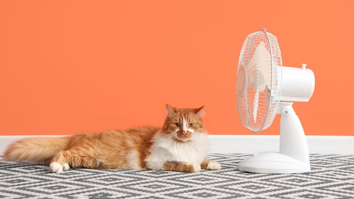Auch für Haustiere können schweißtreibende Temperaturen zur tödlichen Gefahr werden.