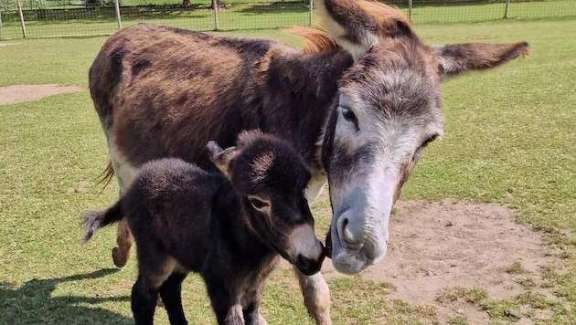 Noch auf wackeligen Beinen: Im Eselpark wurde ein Fohlen geboren!