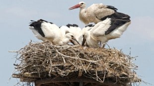 Storche werden in Spanien von der Vogelgrippe geplagt. Sind unsere heimischen Vögel auch bald ...