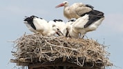 Storche werden in Spanien von der Vogelgrippe geplagt. Sind unsere heimischen Vögel auch bald ...