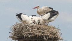 Nach Angaben von BirdLife brüten Österreichweit inzwischen knapp 600 Storchenpaare – Tendenz ...