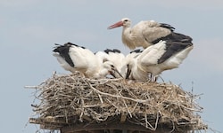 Nach Angaben von BirdLife brüten Österreichweit inzwischen knapp 600 Storchenpaare – Tendenz ...