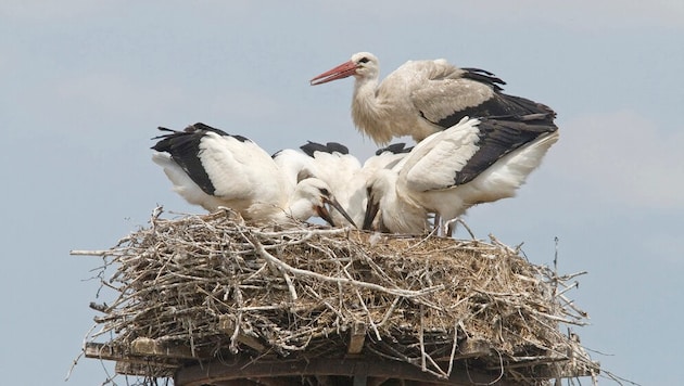 Nach Angaben von BirdLife brüten Österreichweit inzwischen knapp 600 Storchenpaare – Tendenz ...