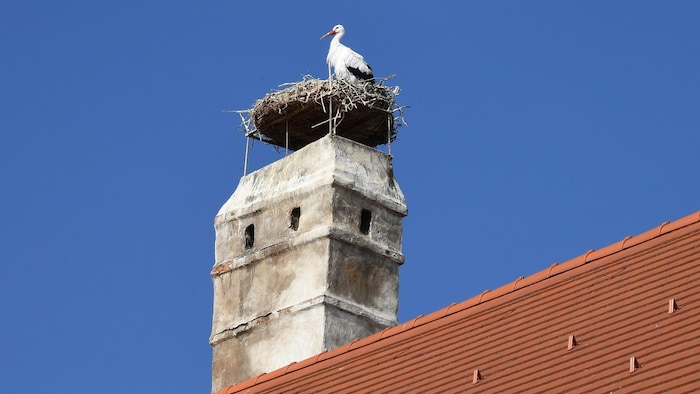 Die Vogelschützer von BirdLife zählen gemeinsam mit Gemeinden, Partnerorganisationen und ...