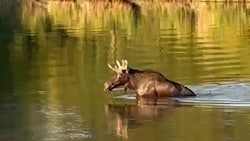 lch „Emil“ streift seit geraumer Zeit durch Österreich.