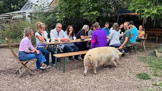 Die Hausschweine waren beim Treffen immer mit dabei. Fürs nächste Treffen kann man sich noch ...