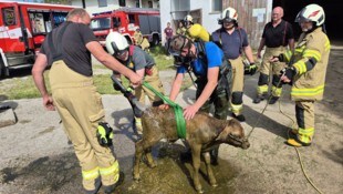 Die Feuerwehr konnte das Tier befreien.