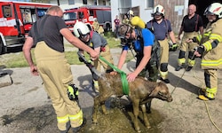 Die Feuerwehr konnte das Tier befreien.