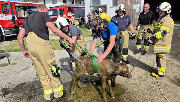 Die Feuerwehr konnte das Tier befreien.