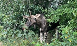 Elch „Emil“ erlangte bereits binnen kürzester Zeit Berühmtheit.