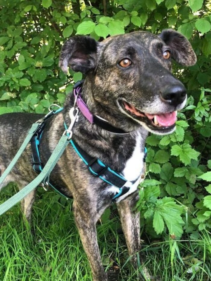Hundeopa Carlos hat niemanden