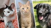 Ob die Katzen Heidi und Joel oder Hund Charly, sie alle suchen einen schönen Platz zum Leben.