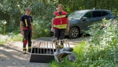In Transportboxen brachten die Feuerwehrleute die verschreckten Gänse in Sicherheit.
