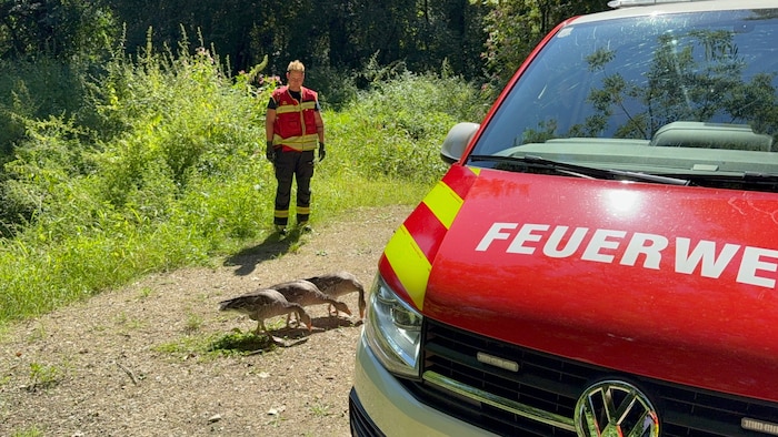 In der Au konnten sich die Vögel vom Stress erholen.