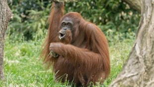 Stolze 61 Jahre alt wurde die Orang-Utan-Dame im Tiergarten Schönbrunn.
