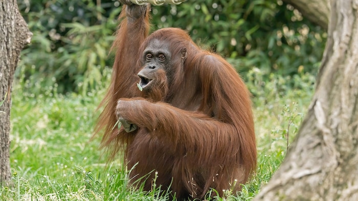 Stolze 61 Jahre alt wurde die Orang-Utan-Dame im Tiergarten Schönbrunn.