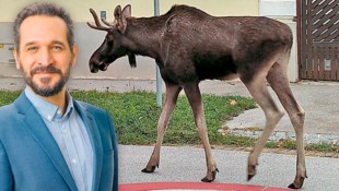 Der studierte Wiener Biologe Armand Colard hat den Elch bei seinem Ausflug ein Stück begleitet ...