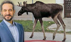 Der studierte Wiener Biologe Armand Colard hat den Elch bei seinem Ausflug ein Stück begleitet ...