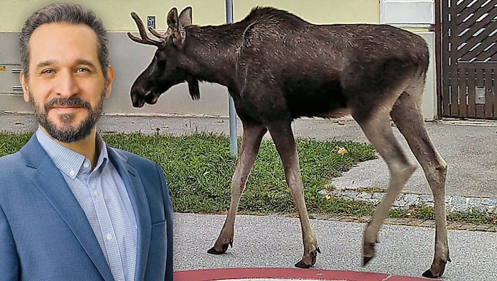 Der studierte Wiener Biologe Armand Colard hat den Elch bei seinem Ausflug ein Stück begleitet ...