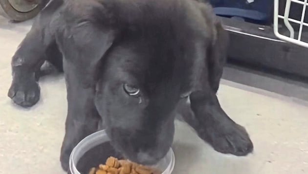 Der Welpe kurz nach seiner Rettung