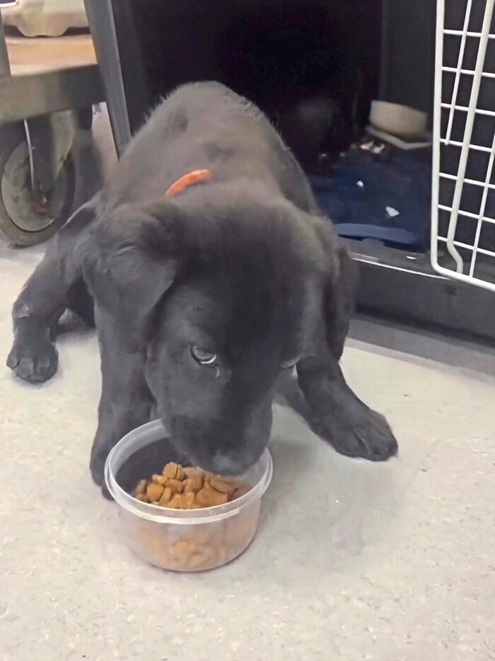 Der kleine Hund hat jetzt ein neues Zuhause bei einem Mitarbeiter des Flughafens.