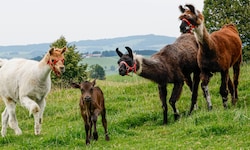 Kälbchen Martin erkundet die Welt und spielt gleich einmal mit den Lamas.
