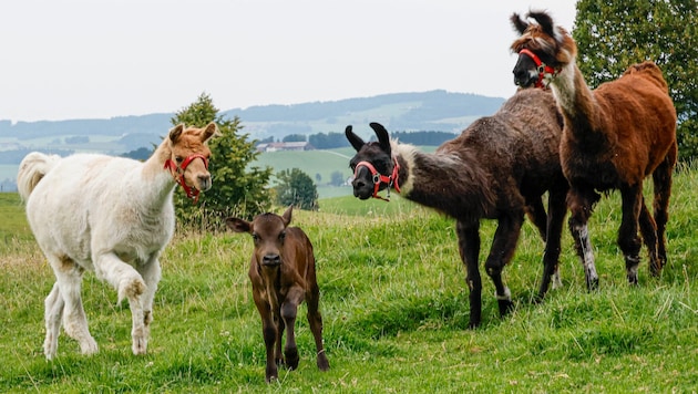 Kälbchen Martin erkundet die Welt und spielt gleich einmal mit den Lamas.