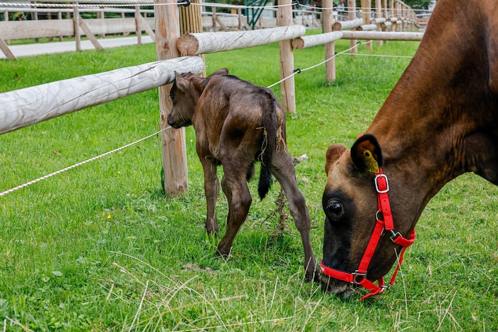 Geht es hier weiter? Das kleine Kalb schreckte vor dem Elektro-Zaun ein wenig zurück.