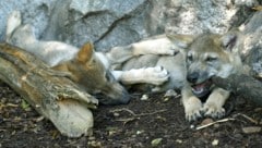Im Kanton Graubünden wird wieder Jagd auf den Wolf, bzw. Wolfswelpen, gemacht.
