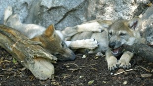 Im Kanton Graubünden wird wieder Jagd auf den Wolf, bzw. Wolfswelpen, gemacht.