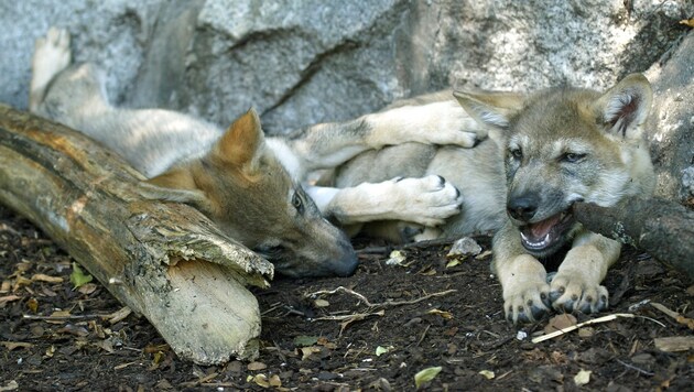Im Kanton Graubünden wird wieder Jagd auf den Wolf, bzw. Wolfswelpen, gemacht.