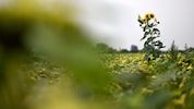 Die Zahl der Sommer- und Hitzetage lag österreichweit über dem vieljährigen Durchschnitt.