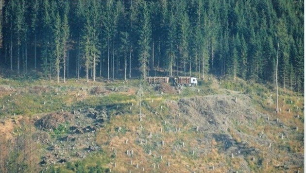 Jeden Tag bringen Lkw-Züge Schadholz aus den Wäldern des Lesachtales.
