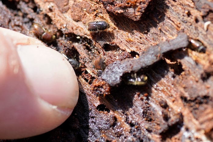 Das ist der Übeltäter, der kleine Borkenkäfer ...