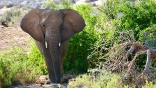 Auf dem Bild: Ein Elefant in Südafrika.
