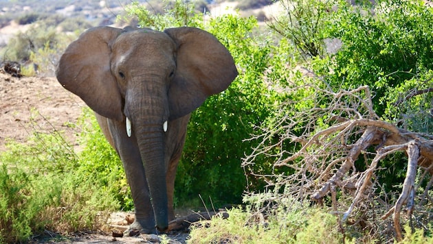Auf dem Bild: Ein Elefant in Südafrika.