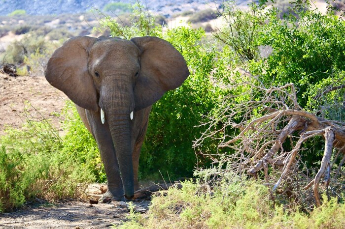 Die Dickhäuter gelten als bedrohte Tierart – aber auch die heimische Artenvielfalt ist bedroht.