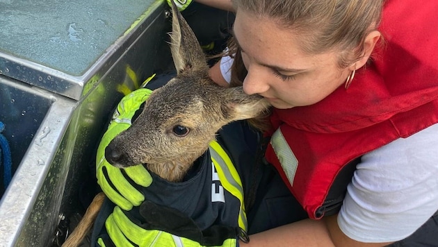 Einsatzkräfte retteten das Jungreh aus der Donau.