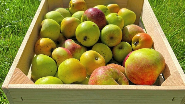 Im italienischen Trentino ist die erste Apfel-Seilbahn der Welt in Betrieb gegangen ...