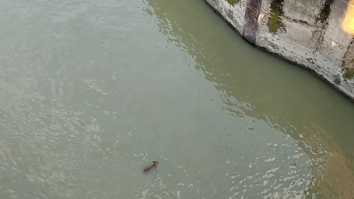 Das Kitz stürzte in die Donau.